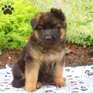 Felix, German Shepherd Puppy