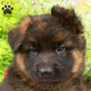 Felix, German Shepherd Puppy