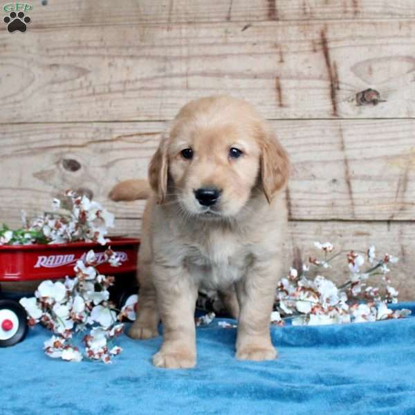 Felix, Golden Retriever Puppy