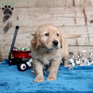 Felix, Golden Retriever Puppy