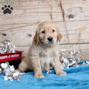 Felix, Golden Retriever Puppy