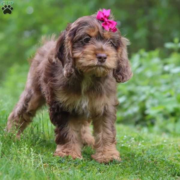 Fern, Cockapoo Puppy