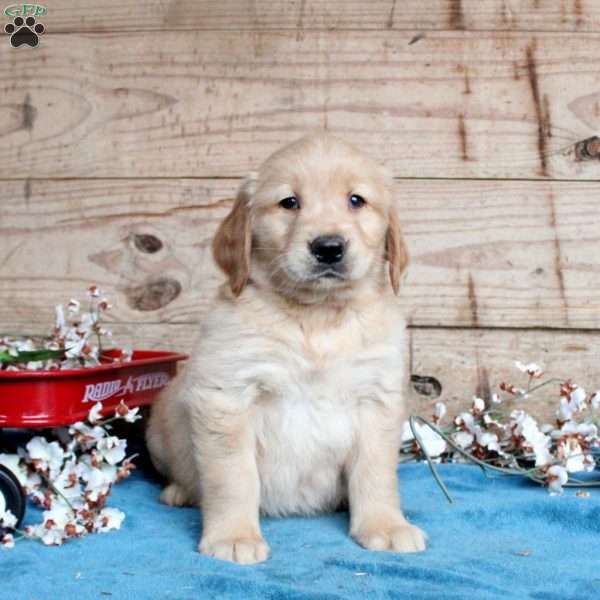Fern, Golden Retriever Puppy