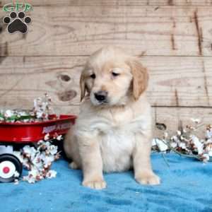 Fern, Golden Retriever Puppy