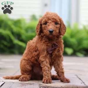 Fig, Goldendoodle Puppy