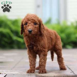 Fig, Goldendoodle Puppy