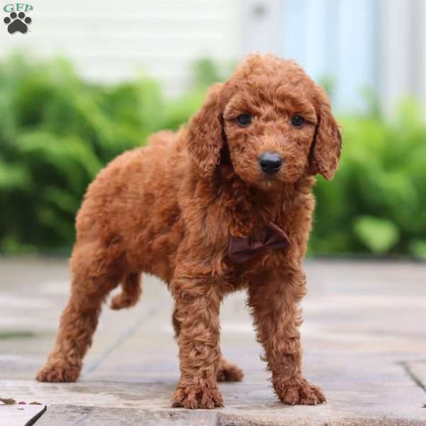 Fig, Goldendoodle Puppy