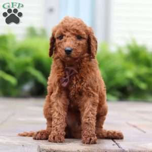 Fig, Goldendoodle Puppy
