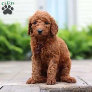 Fig, Goldendoodle Puppy