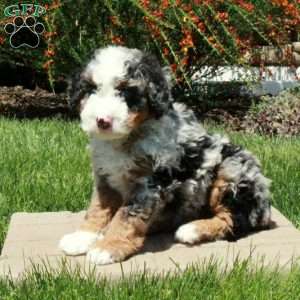 Figgy, Mini Bernedoodle Puppy