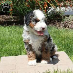 Figgy, Mini Bernedoodle Puppy