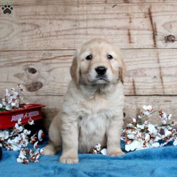 Finley, Golden Retriever Puppy