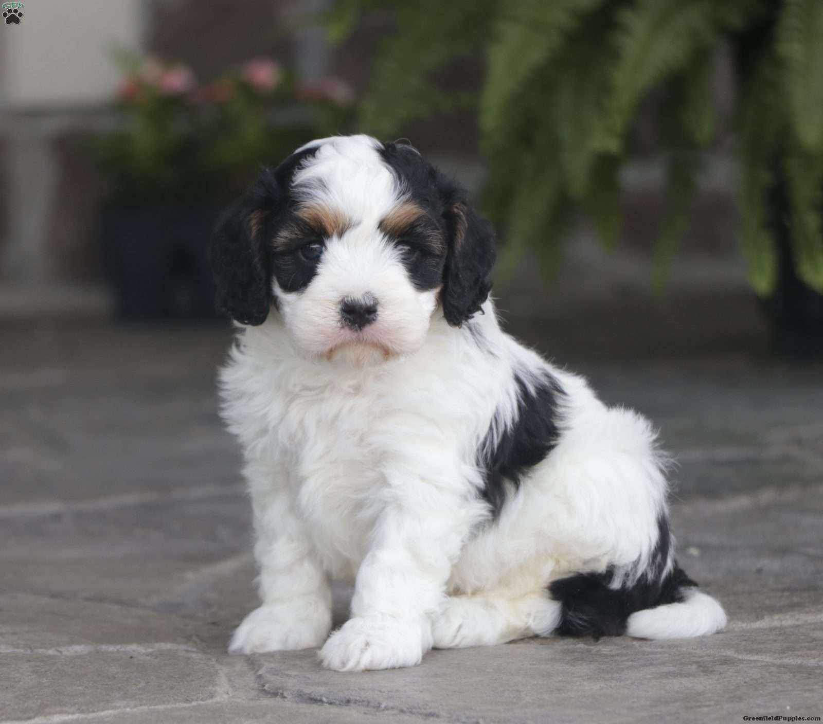 Finn - Cavapoo Puppy For Sale in Pennsylvania