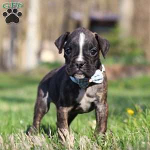 Finn, Boxer Puppy