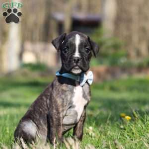 Finn, Boxer Puppy