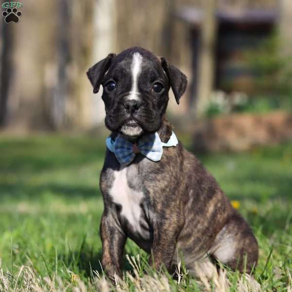 Finn, Boxer Puppy