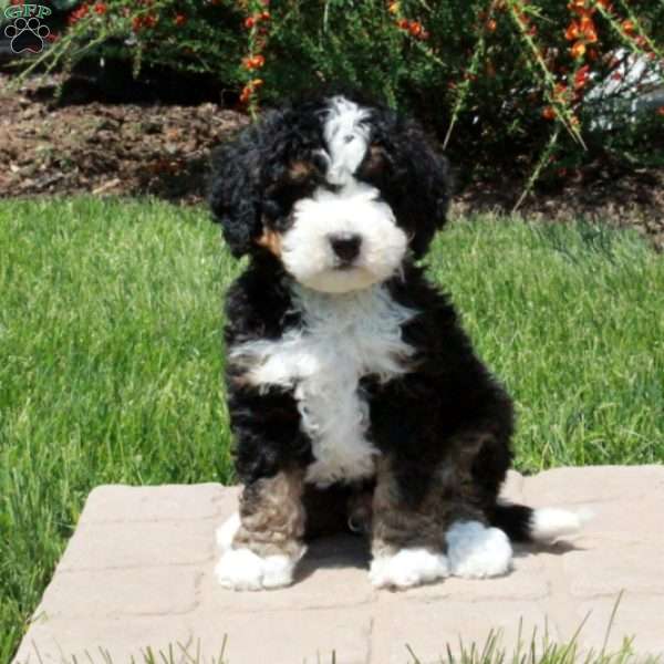 Finn, Mini Bernedoodle Puppy