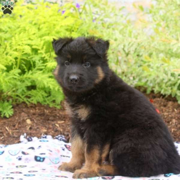 Finn, German Shepherd Puppy