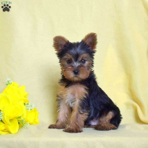 Finn, Yorkie Puppy