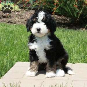Finn, Mini Bernedoodle Puppy