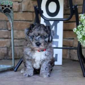 Finn, Bich-Poo Puppy