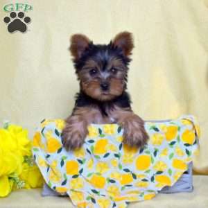 Finn, Yorkie Puppy