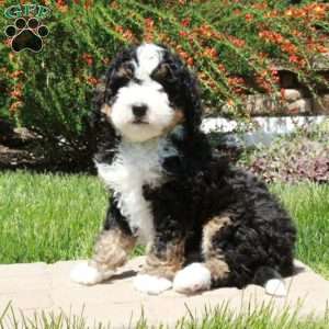 Finn, Mini Bernedoodle Puppy