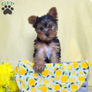 Finn, Yorkie Puppy