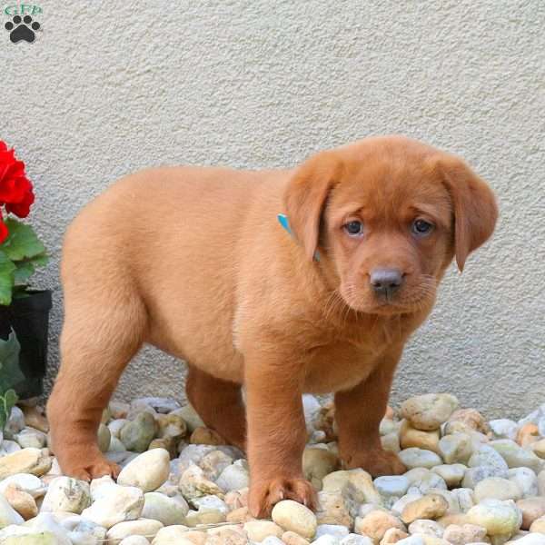 Fiona, Fox Red Labrador Retriever Puppy