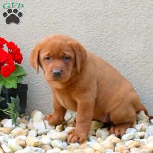 Fiona, Fox Red Labrador Retriever Puppy