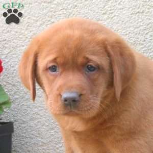 Fiona, Fox Red Labrador Retriever Puppy