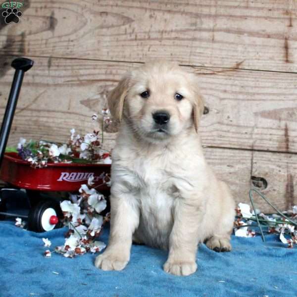 Fiona, Golden Retriever Puppy