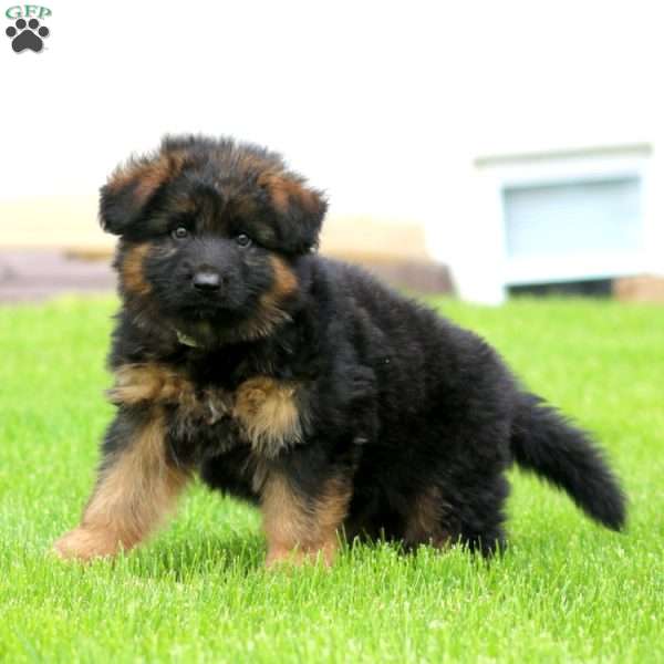 Flash-Long Haired, German Shepherd Puppy