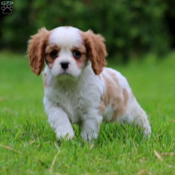 Flash, Cavalier King Charles Spaniel Puppy