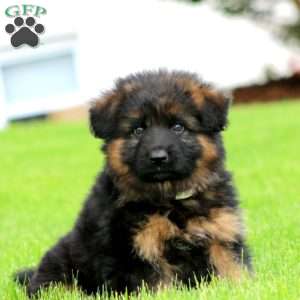 Flash-Long Haired, German Shepherd Puppy