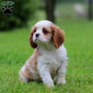 Flash, Cavalier King Charles Spaniel Puppy