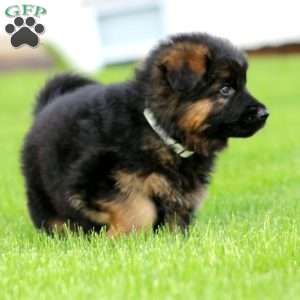 Flash-Long Haired, German Shepherd Puppy