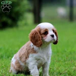 Flash, Cavalier King Charles Spaniel Puppy