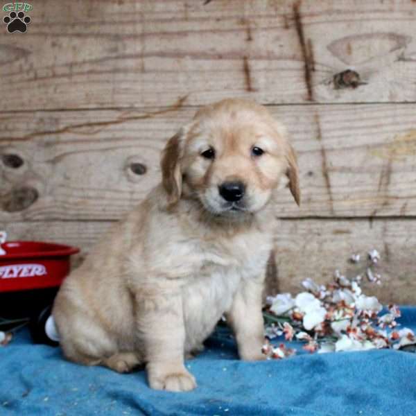 Fletch, Golden Retriever Puppy