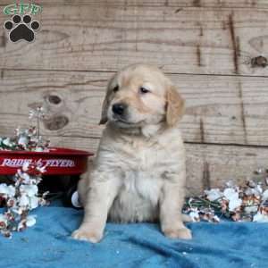 Fletch, Golden Retriever Puppy