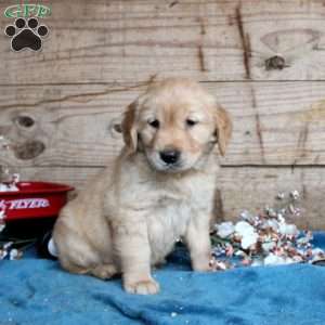 Fletch, Golden Retriever Puppy