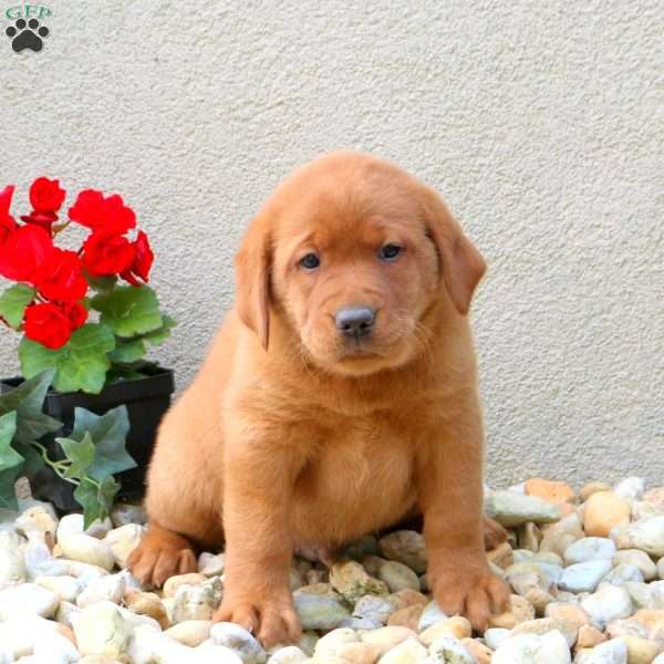 Fletcher, Fox Red Labrador Retriever Puppy