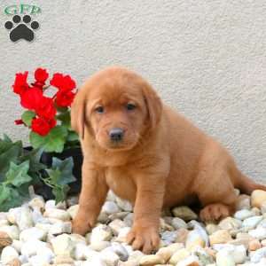 Fletcher, Fox Red Labrador Retriever Puppy