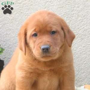 Fletcher, Fox Red Labrador Retriever Puppy