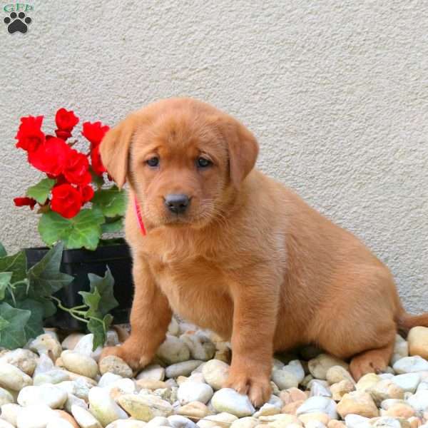 Flicka, Fox Red Labrador Retriever Puppy