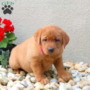 Flicka, Fox Red Labrador Retriever Puppy