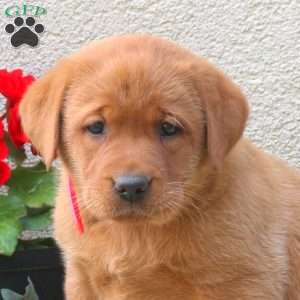 Flicka, Fox Red Labrador Retriever Puppy