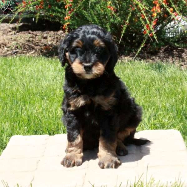 Flint, Mini Bernedoodle Puppy
