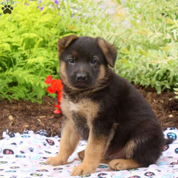 Floyd, German Shepherd Puppy
