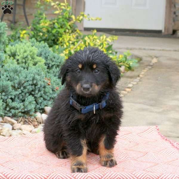 Fluffy, English Shepherd Mix Puppy